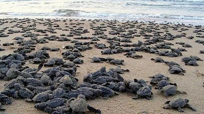 لاکپشت های سر از تخم در آورده ساحل روستای شیب دراز 54152141