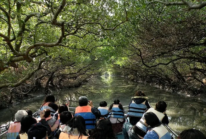 قایق سواری گردشگران در جنگل حرا قشم زیر درختان بافته شده 546361261463