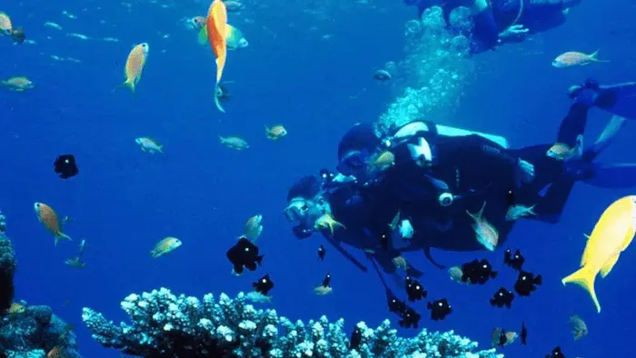 غواصی در آب های زلال و شفاف جزیره لارک و دیدن ماهی های آکواریومی 541635263526