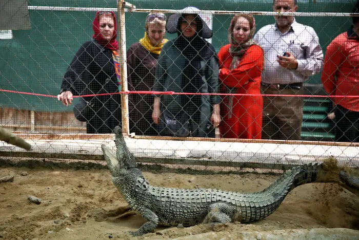 تمساح های پارک کروکودیل قشم در قفس 89746564