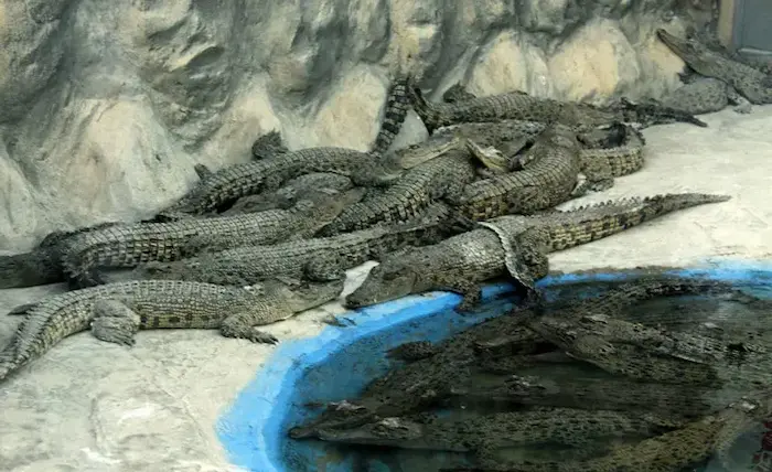 تجمعی از تمساح های پارک کروکودیل در قشم 48674874
