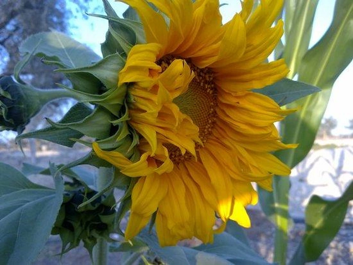 نمای زیبای گل آفتاب گردان در روستای توریان 748357434